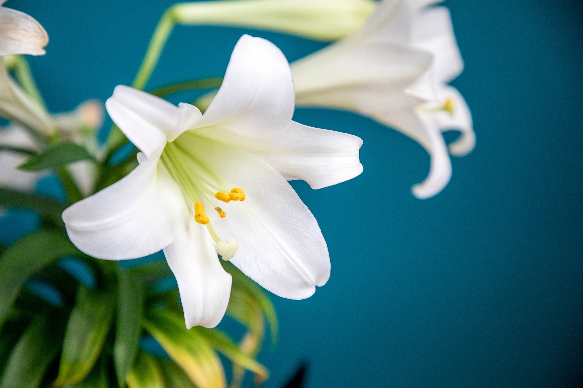 Easter lily deals